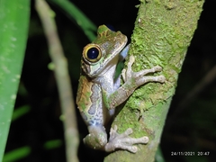 Osteocephalus buckleyi