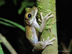 Osteocephalus buckleyi