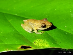 Pristimantis variabilis