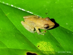 Pristimantis variabilis