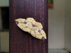 Periclina