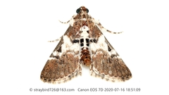 Termioptycha margarita