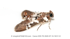 Termioptycha margarita