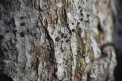 Pilocarpaceae