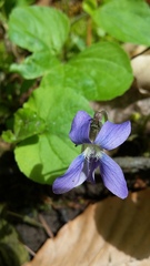 Viola × melissifolia