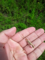 Paramantispa prolixa