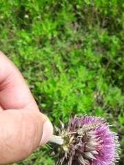 Paramantispa prolixa