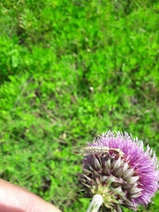 Paramantispa prolixa