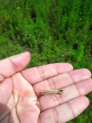 Paramantispa prolixa