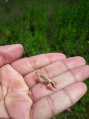 Paramantispa prolixa