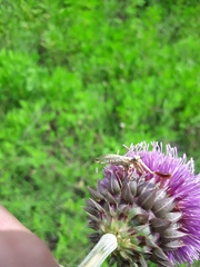 Paramantispa prolixa