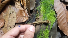 Anolis heteropholidotus