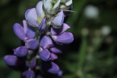 Lupinus interruptus