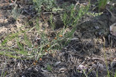Asparagus burjaticus