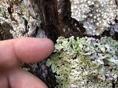 Hypogymnia rugosa