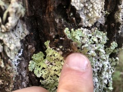 Hypogymnia rugosa