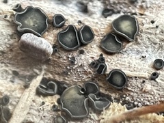 Dermateaceae