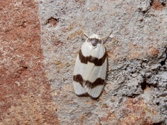 Padenia transversa