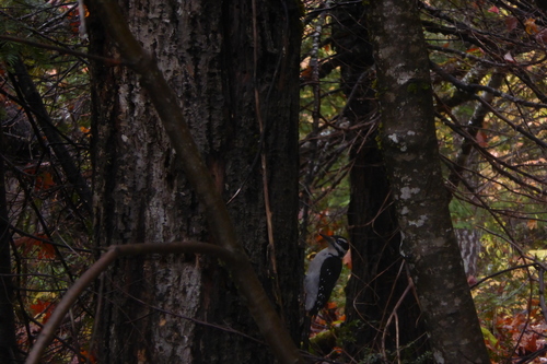 Hairy Woodpecker