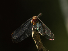 Dythemis sterilis