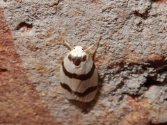 Padenia transversa