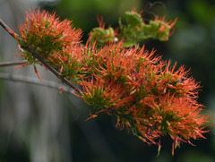 Combretum paniculatum