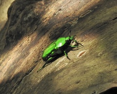 Ischiopsopha wallacei