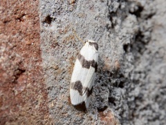 Padenia transversa