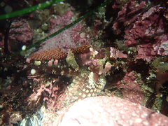 Oligocottus rubellio