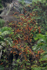 Combretum paniculatum
