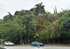 Combretum paniculatum