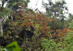 Combretum paniculatum