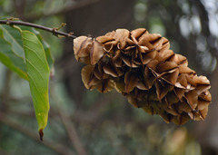 Combretum paniculatum