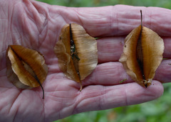 Combretum paniculatum