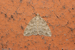 Pseudocoremia rudisata