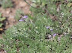 Polygala tenuifolia