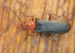 Podabrus conspiratus