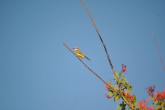 Tyrannus melancholicus