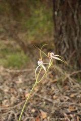 Caladenia serotina