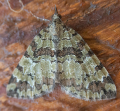 Hydriomena speciosata