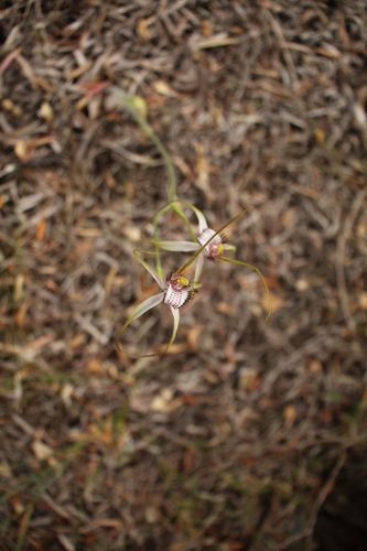 Image of Caladenia serotina by (c) Em Lamond, some rights reserved (CC BY)