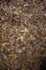 Caladenia serotina