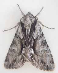 Hyppa contrasta