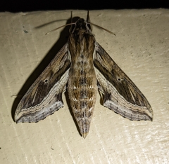 Hippotion velox