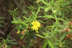 Hibbertia furfuracea
