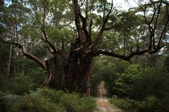 Eucalyptus jacksonii