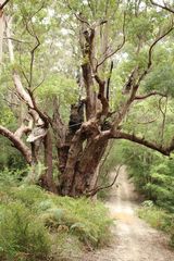Eucalyptus jacksonii