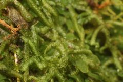 Ceramanus clatritexta