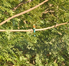 Eumomota superciliosa