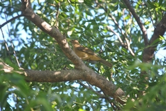 Turdus grayi